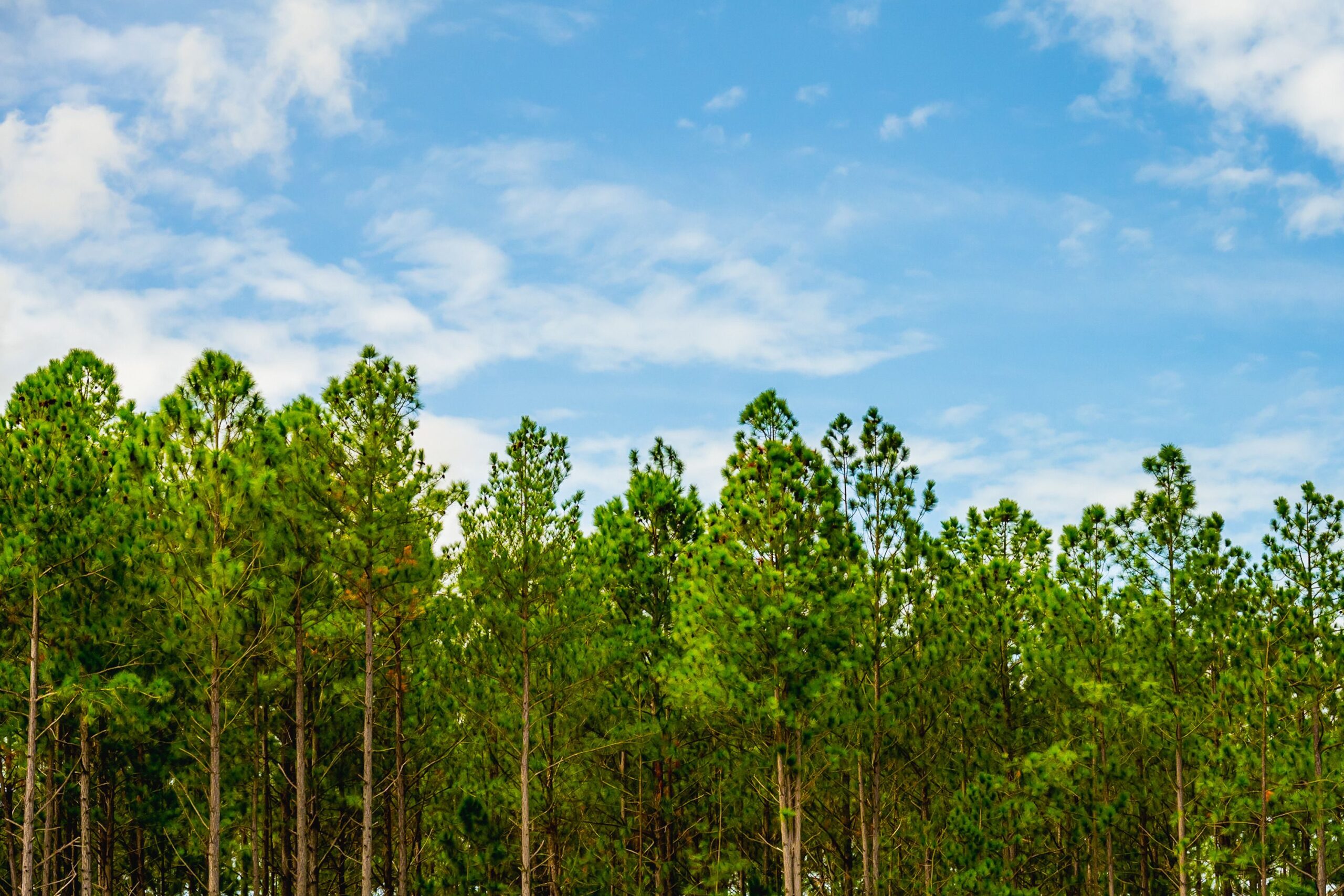 How this New Forestry Mulching Company Made 5 Time His Money Spent